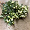 SYMPHORICARPUS MAGICAL AVALANCHE 60 CM